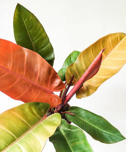 Philodendron Prince of Orange