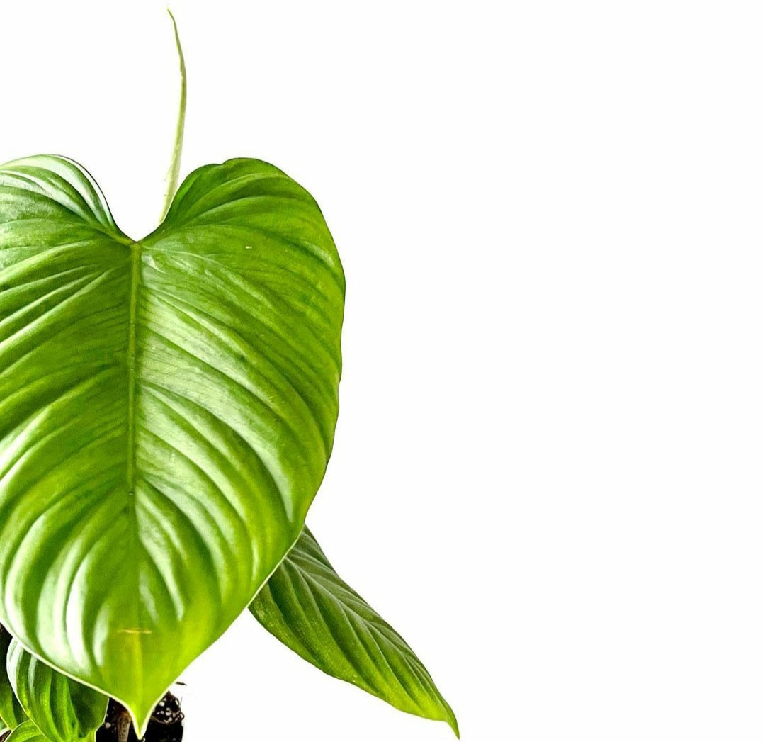 Rare Philodendron Nangaritense