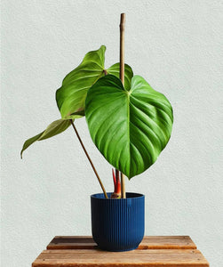 Rare Philodendron Nangaritense