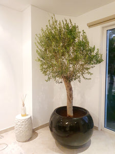 Round Fiber Glass Pot