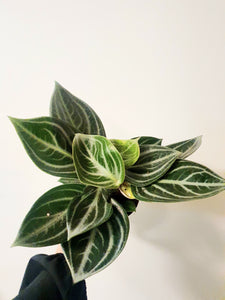 Peperomia Sarcophylla