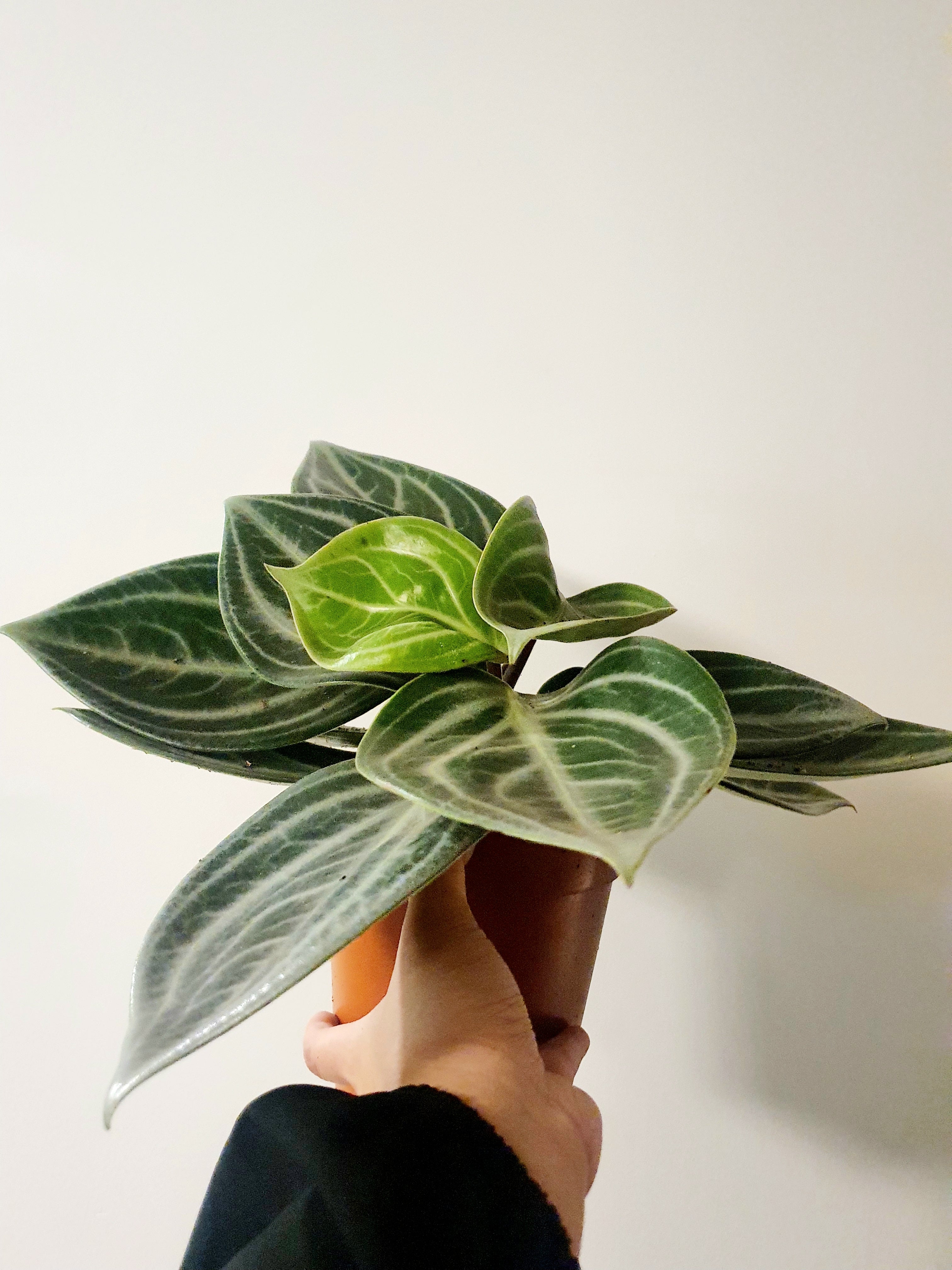 Peperomia Sarcophylla - Plant Studio LLC
