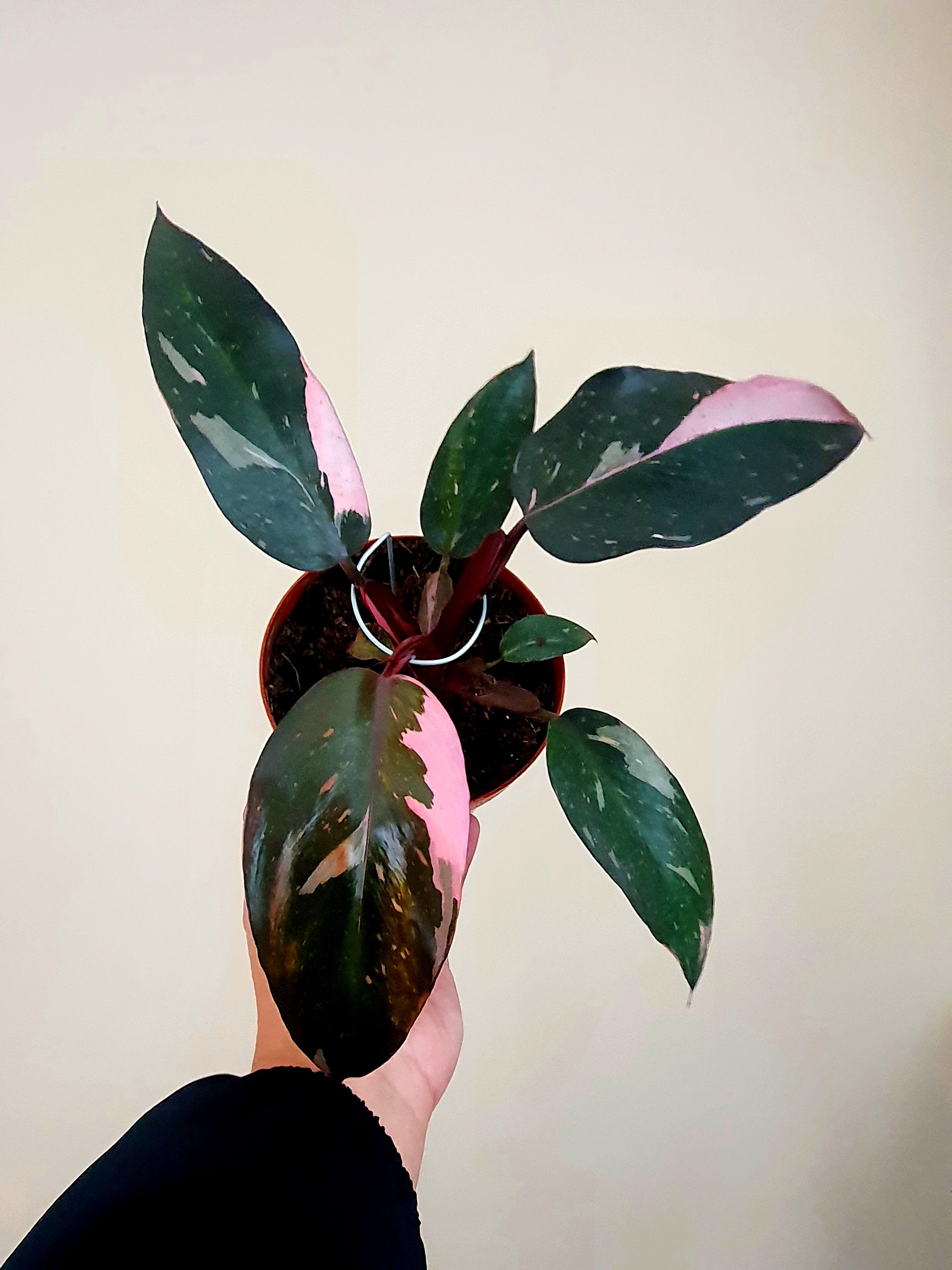 Philodendron Pink Princess - Plant Studio LLC