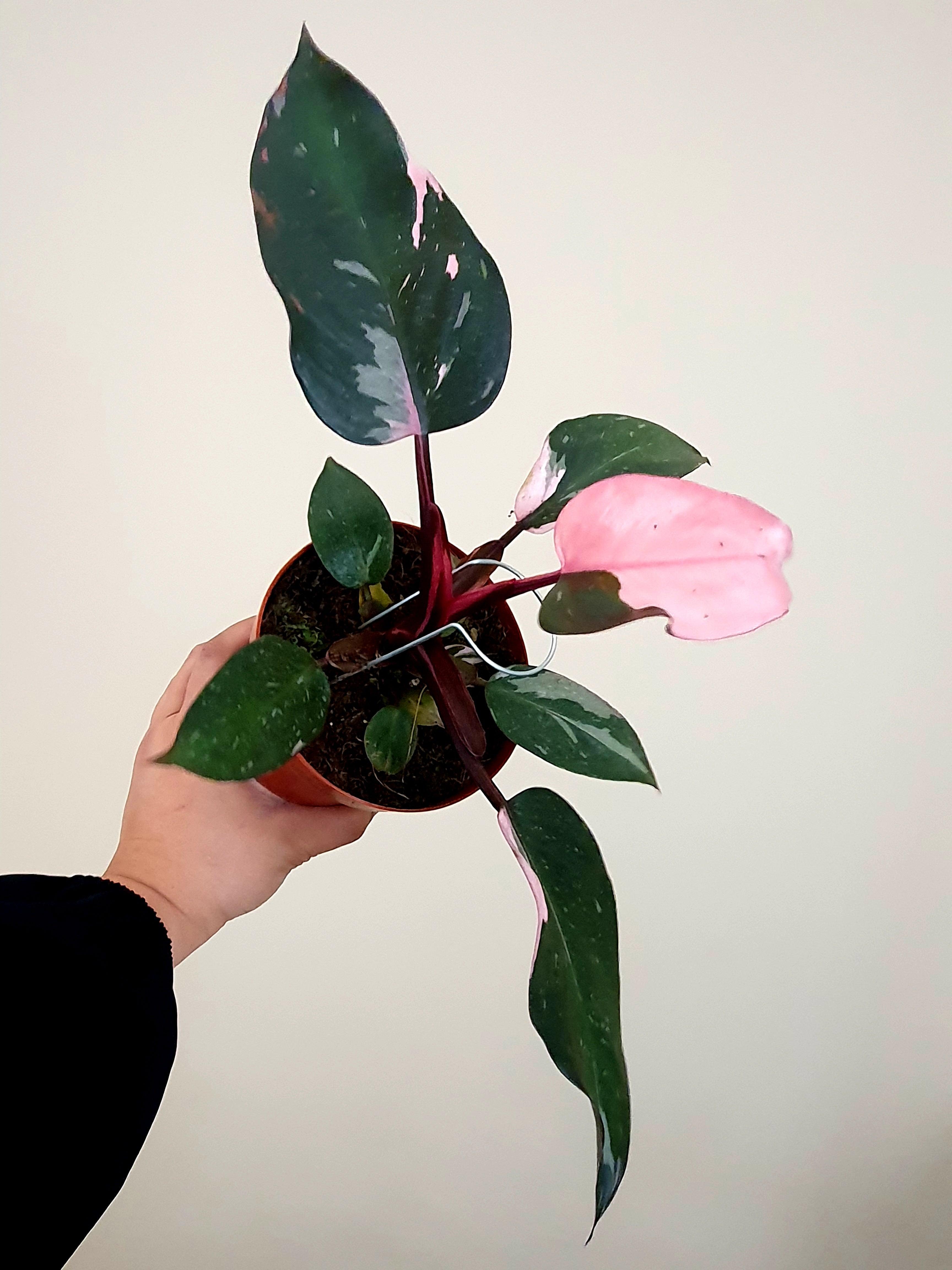 Philodendron Pink Princess - Plant Studio LLC