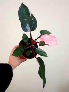 Philodendron Pink Princess