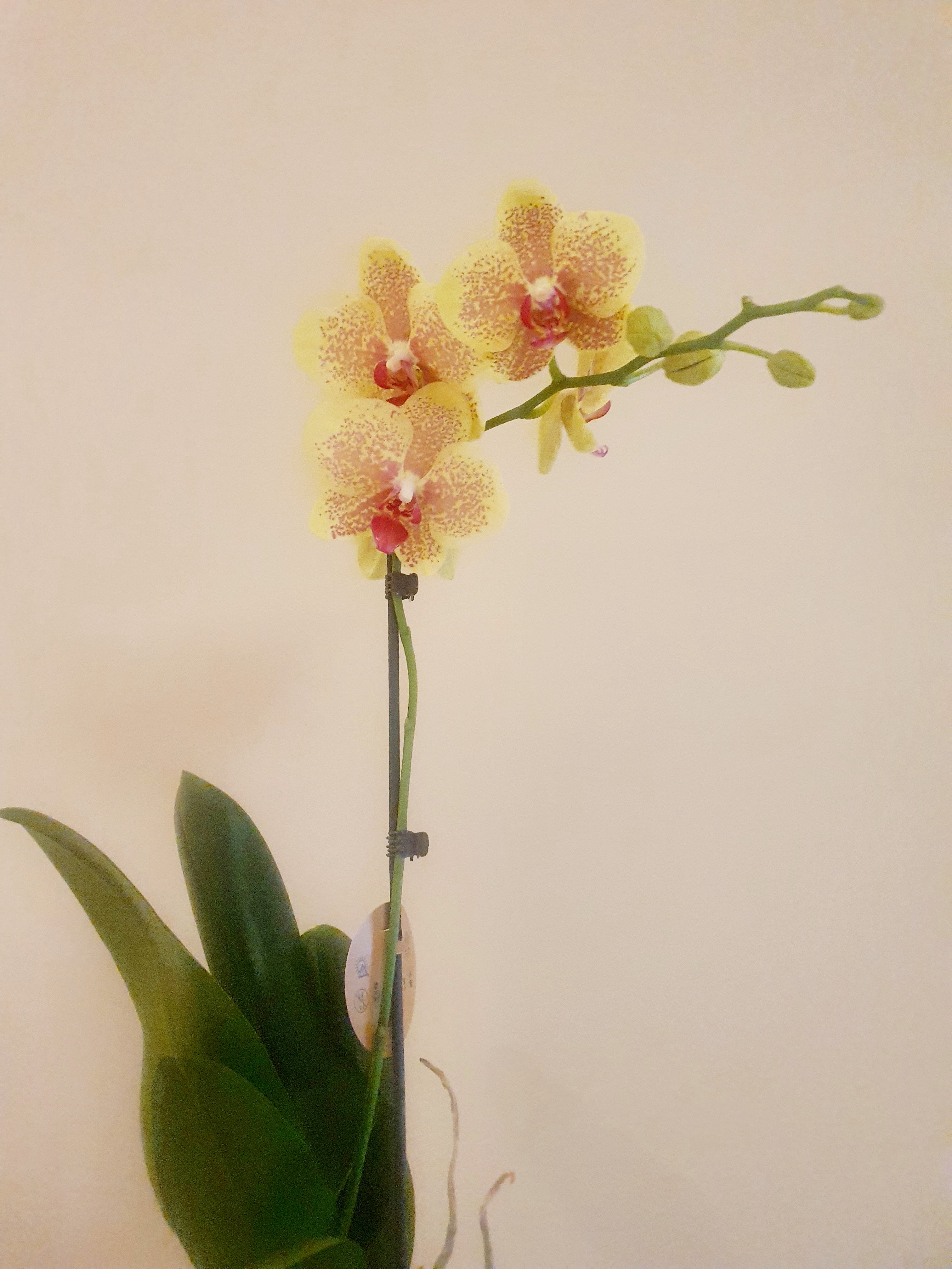 Yellow Orchid - Plant Studio LLC