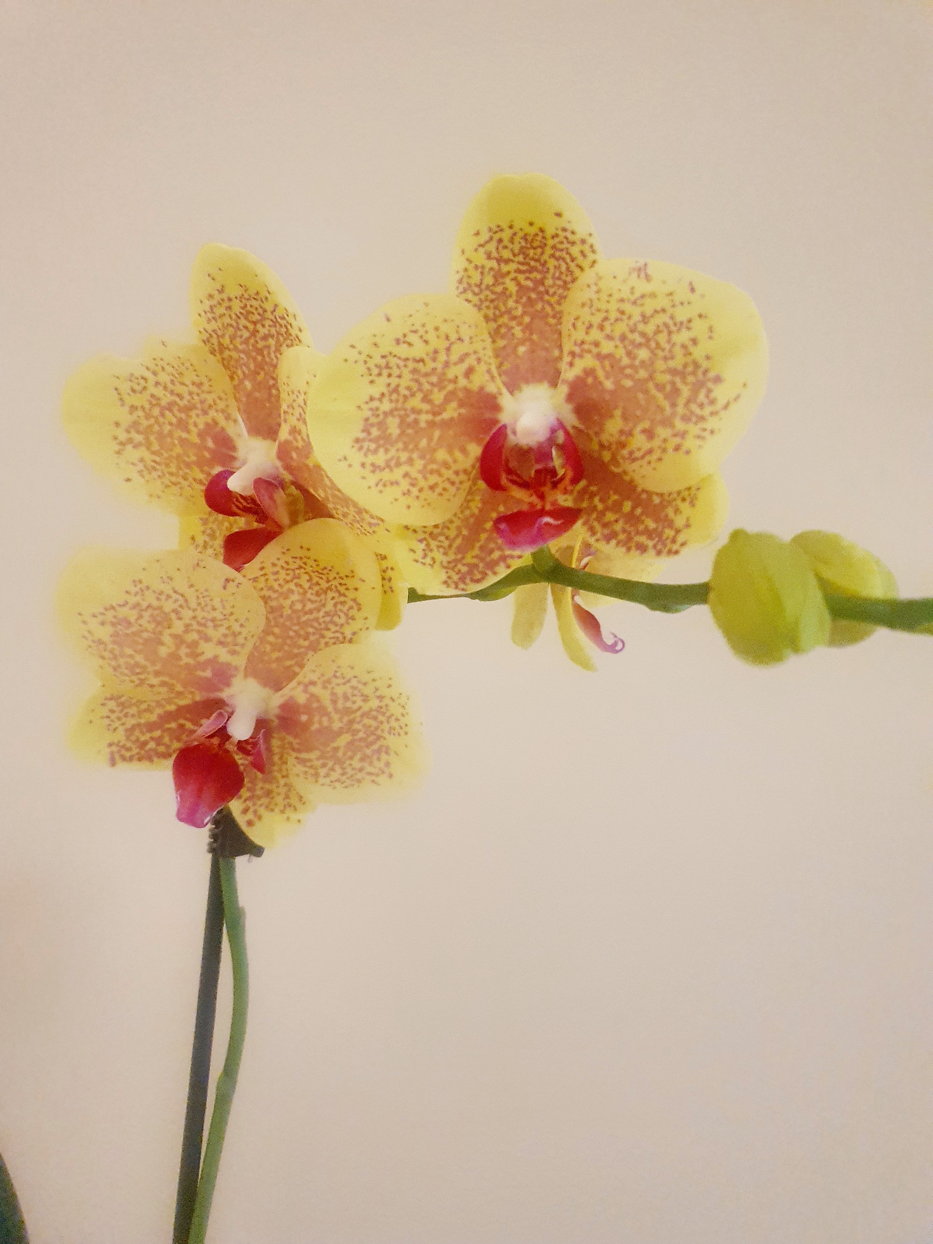 Yellow Orchid