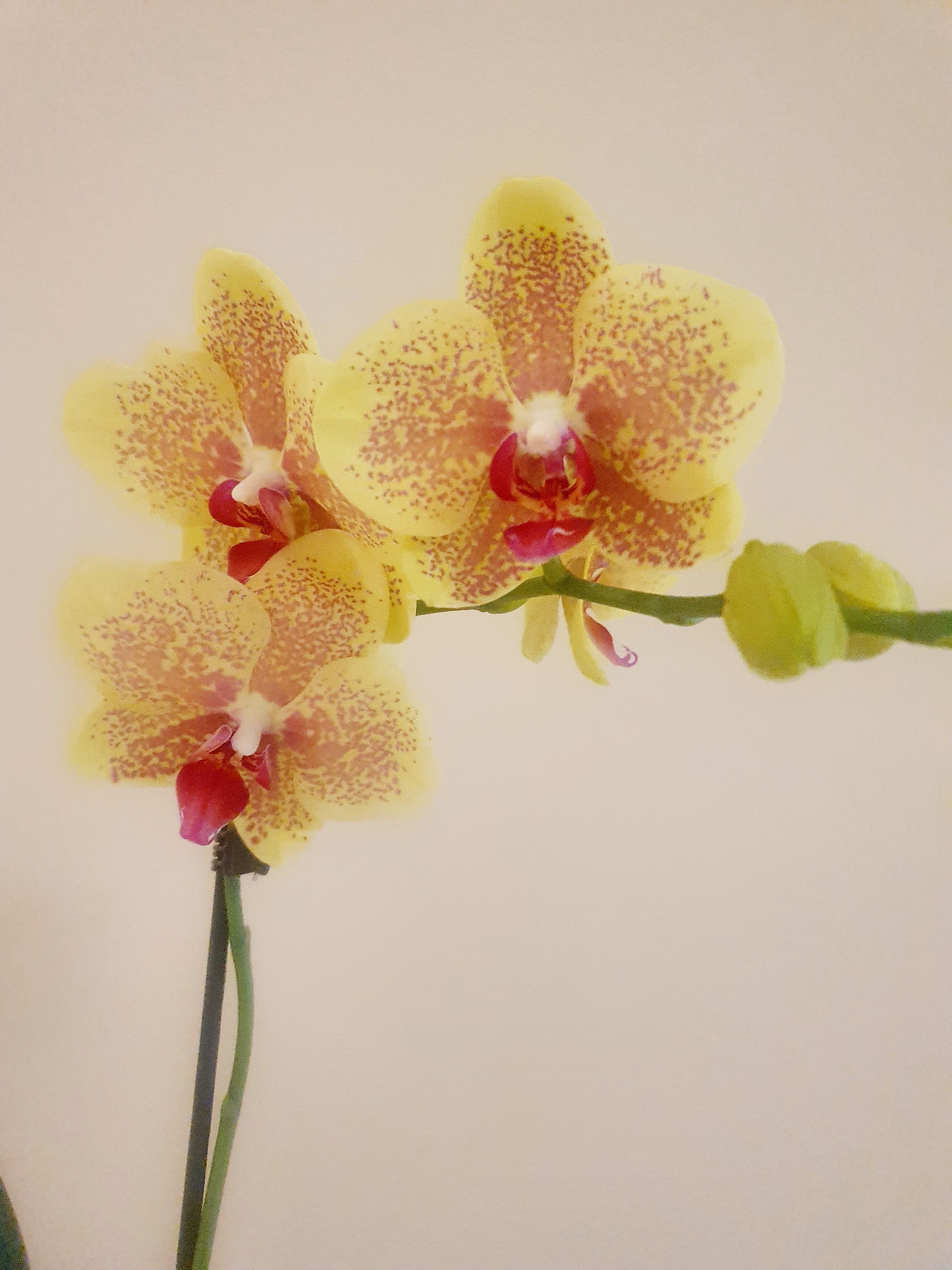 Yellow Orchid - Plant Studio LLC