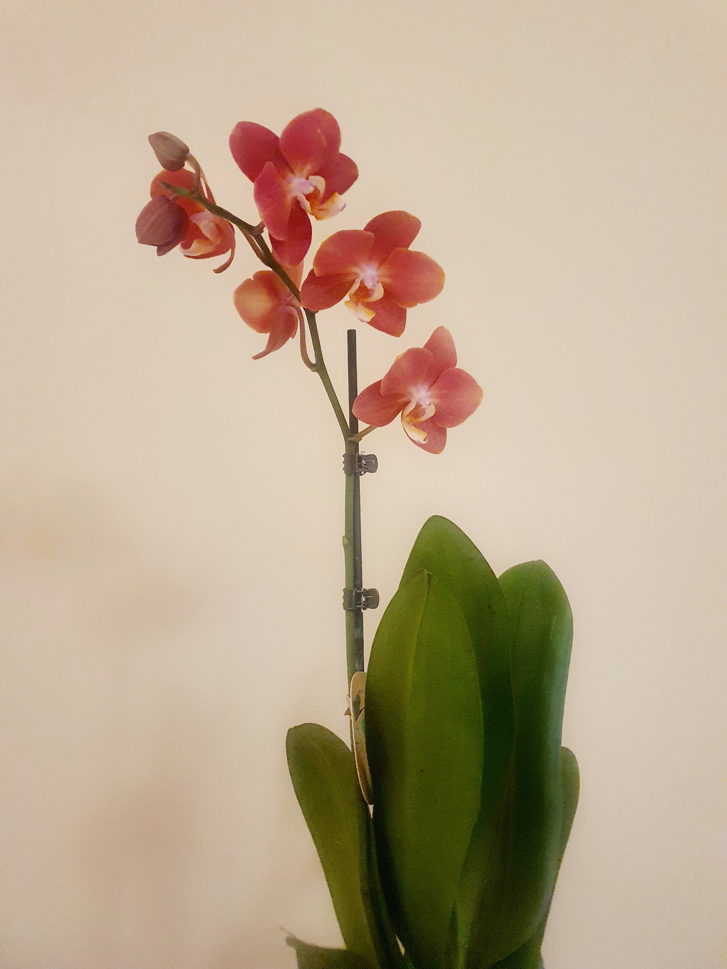 Orange Orchid