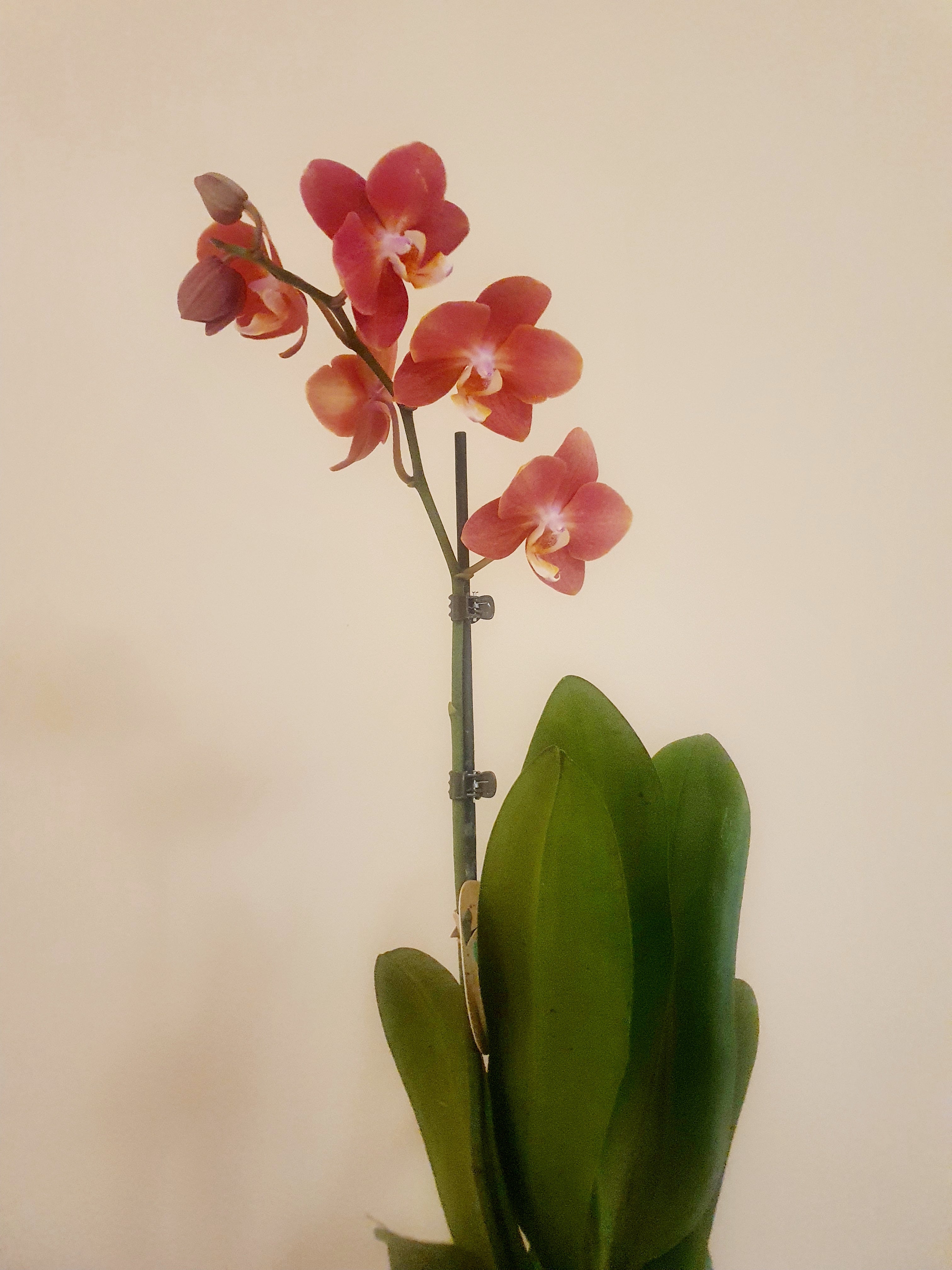 Orange Orchid - Plant Studio LLC