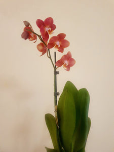 Orange Orchid