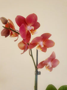 Orange Orchid