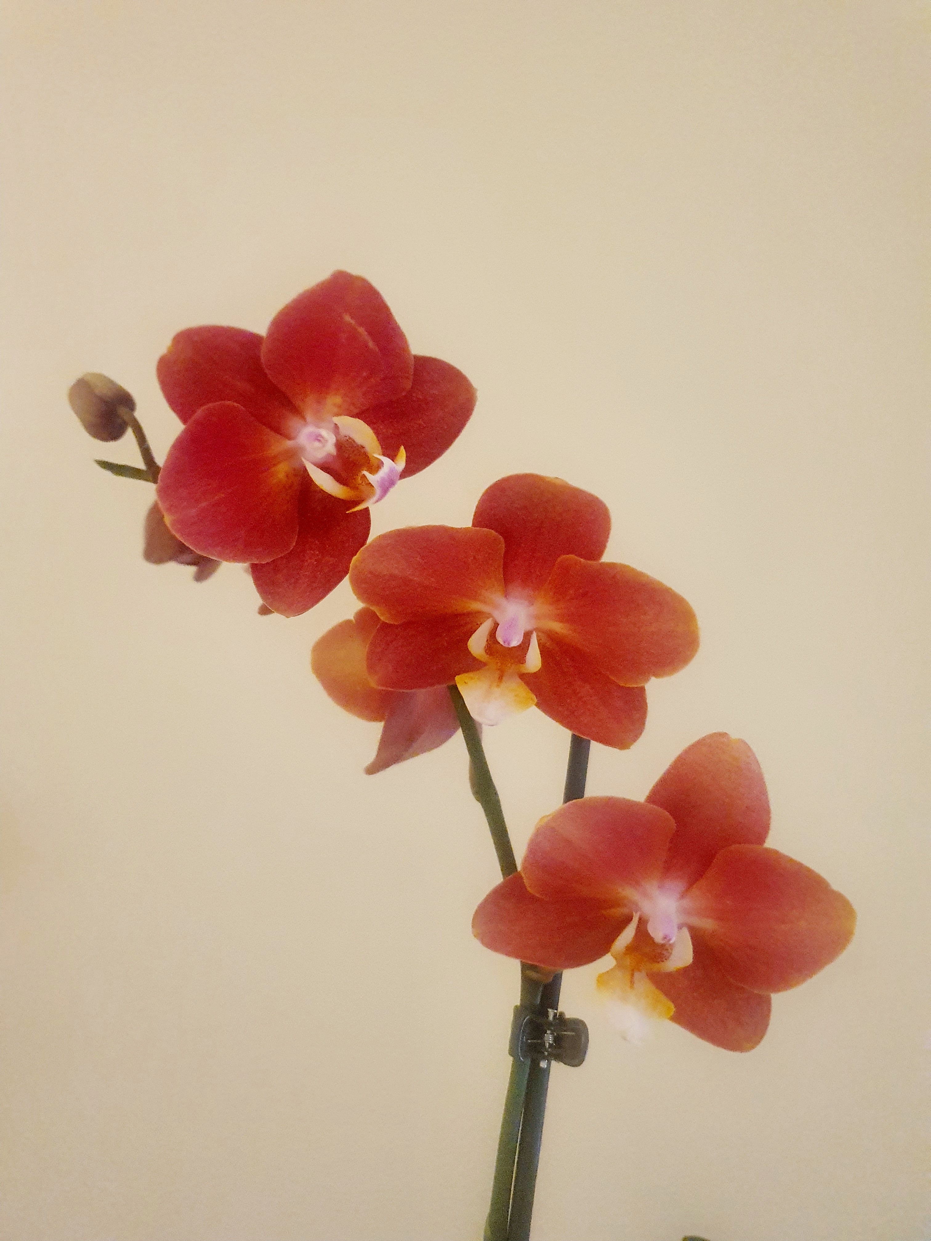Orange Orchid