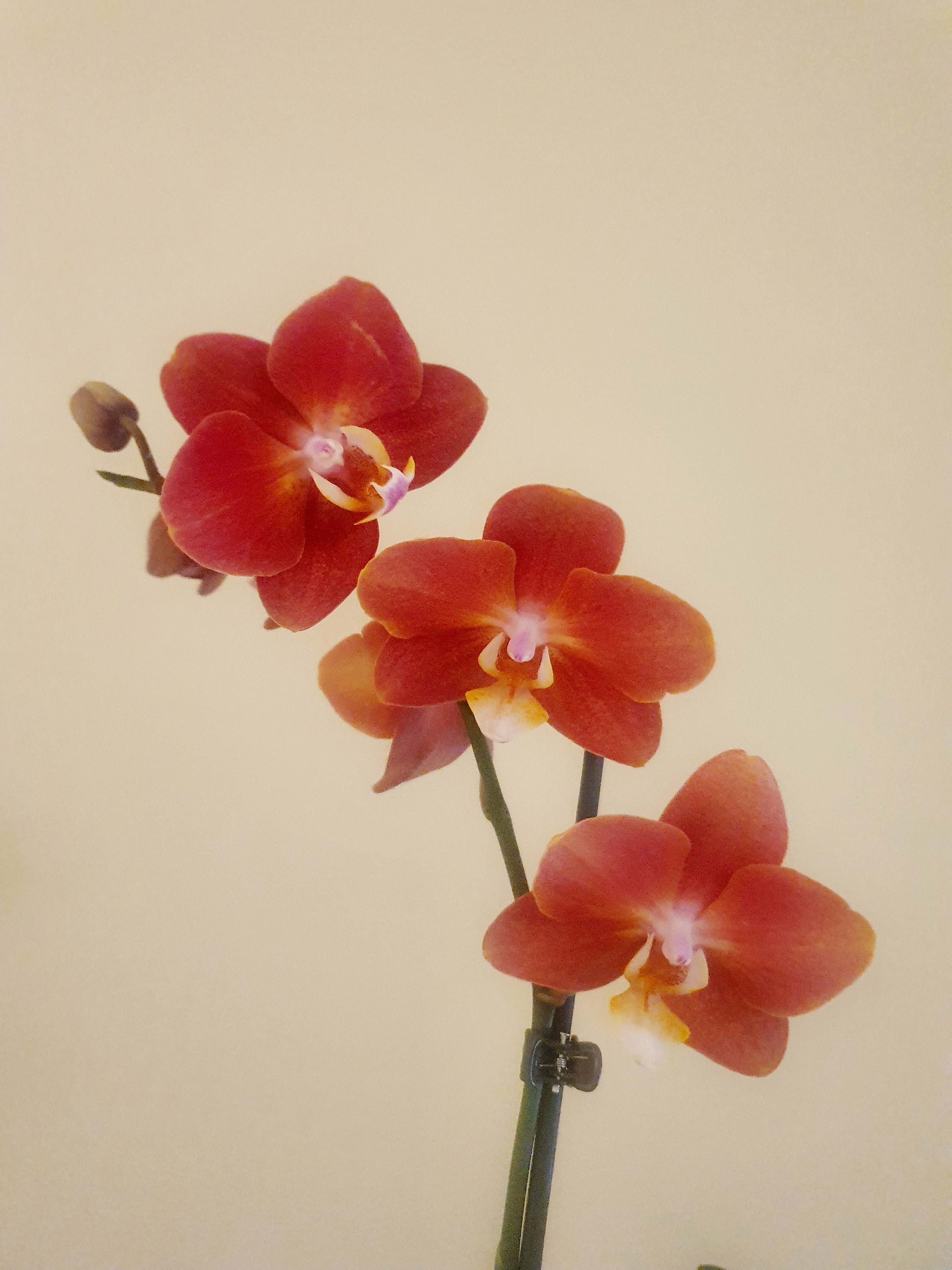 Orange Orchid - Plant Studio LLC