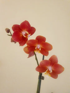 Orange Orchid