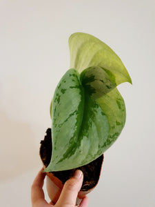 Scindapsus Exotica 'Satin Pothos'