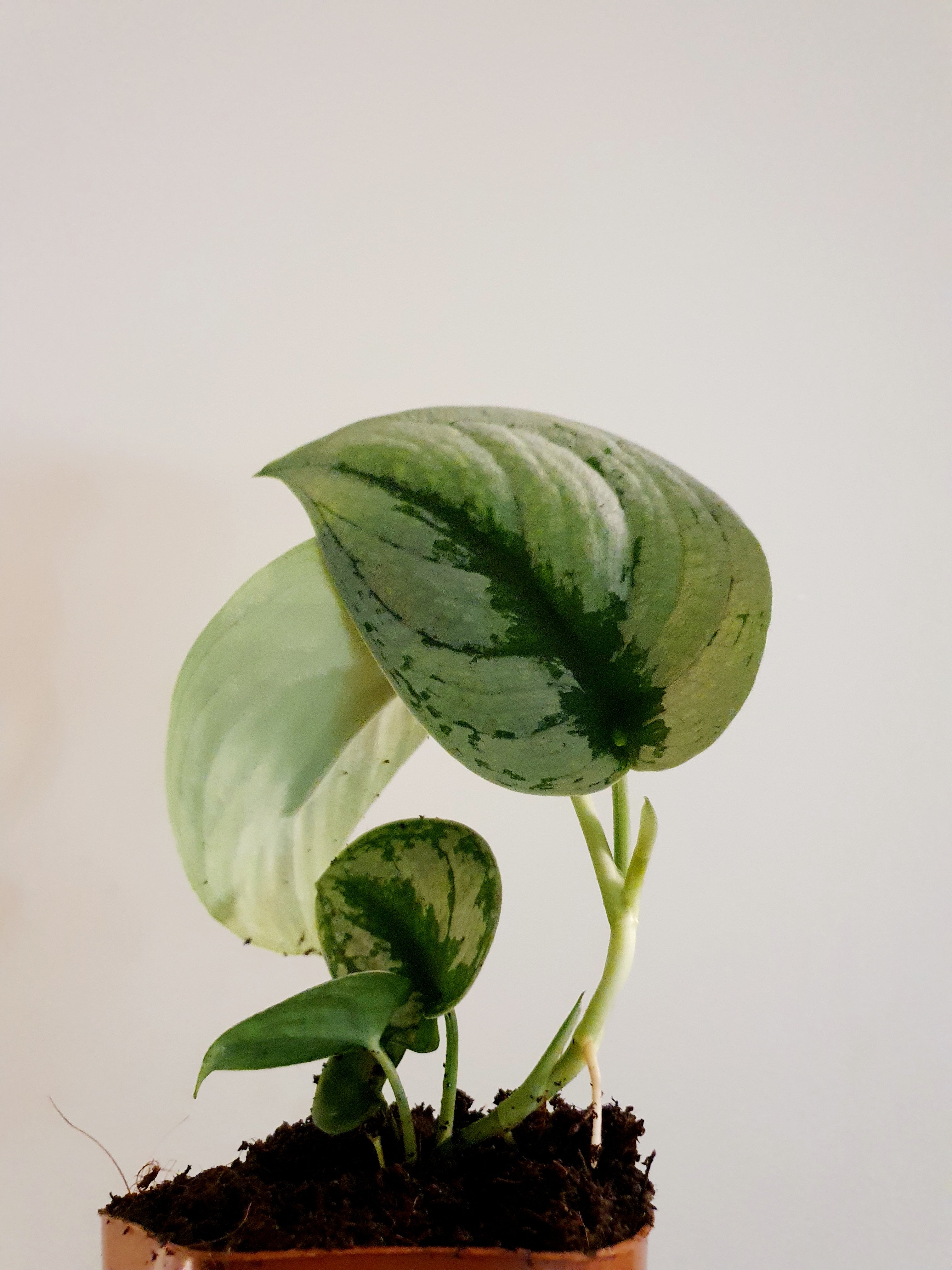 Scindapsus Exotica 'Satin Pothos'