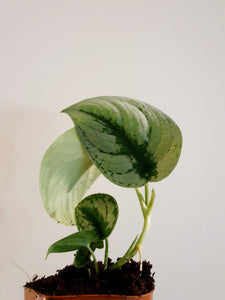 Scindapsus Exotica 'Satin Pothos'