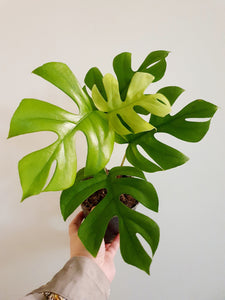 Rhaphidophora Tetrasperma 'Tetra'