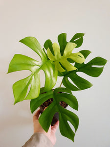 Rhaphidophora Tetrasperma 'Tetra'