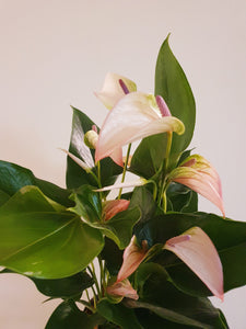Anthurium Joli Pulse