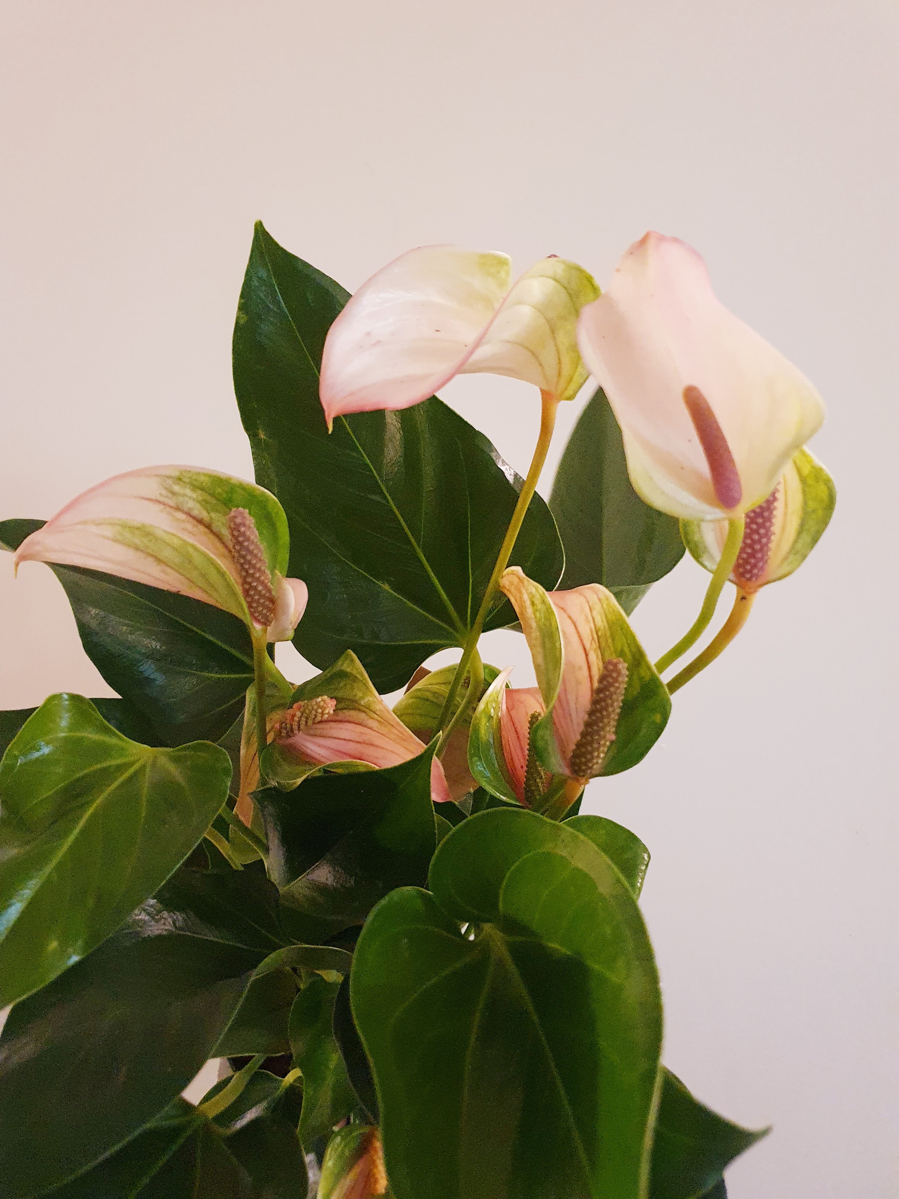 Anthurium Joli Pulse