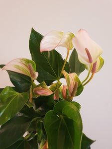 Anthurium Joli Pulse