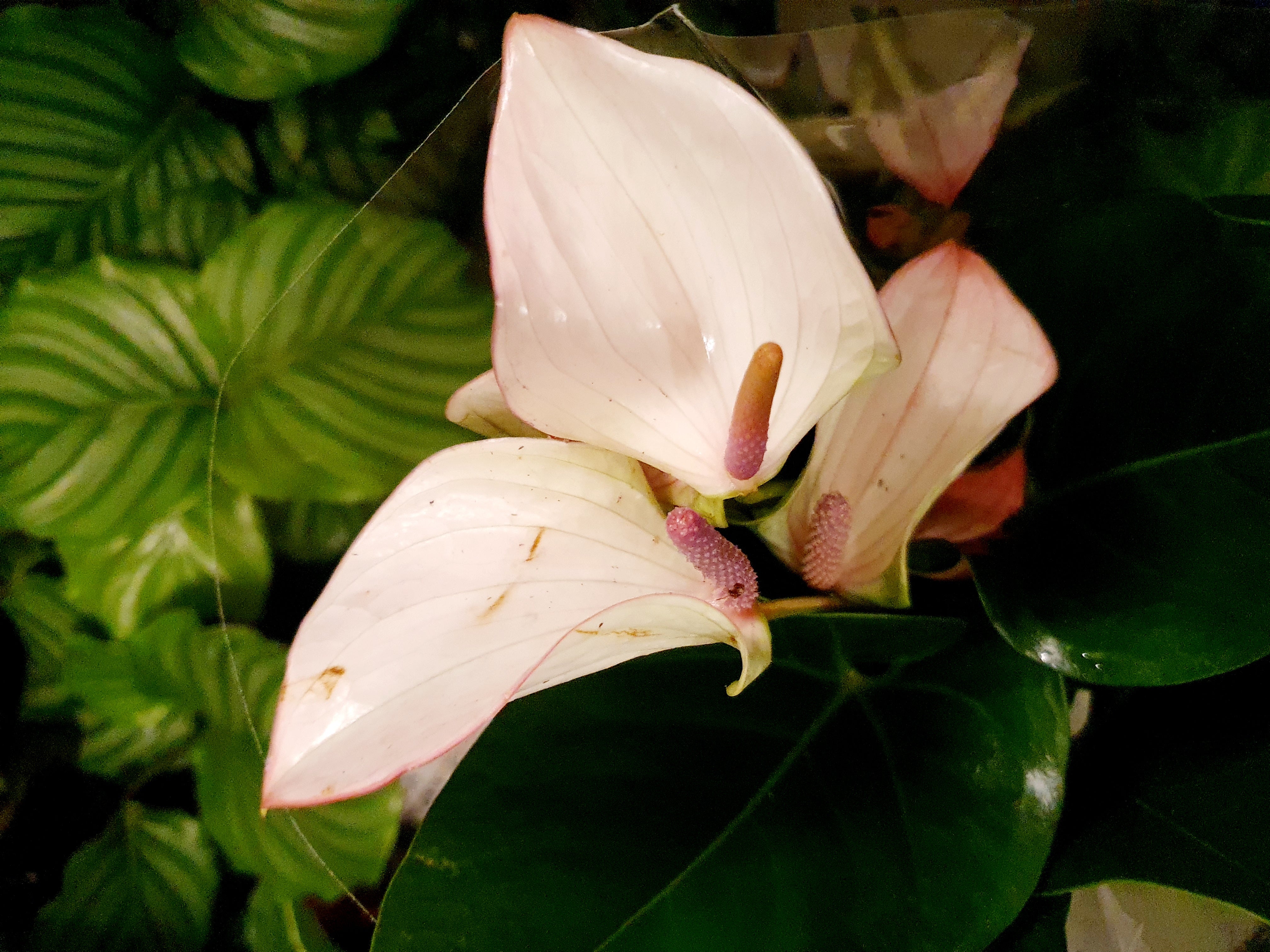 Anthurium Joli Pulse