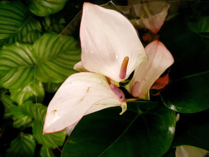 Anthurium Joli Pulse