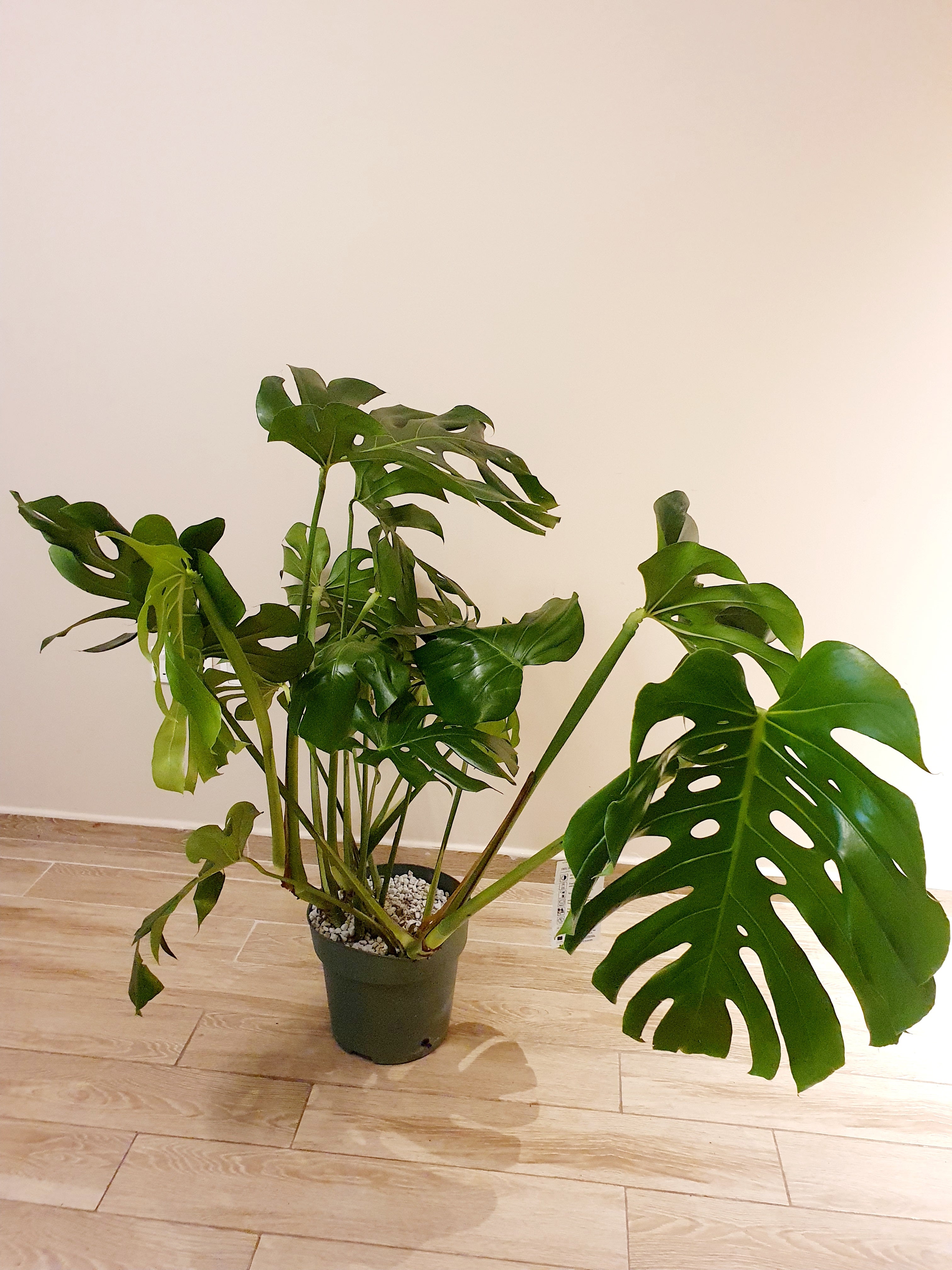 Monstera Deliciosa Large Form - Plant Studio LLC