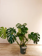 Monstera Deliciosa Large Form - Plant Studio LLC