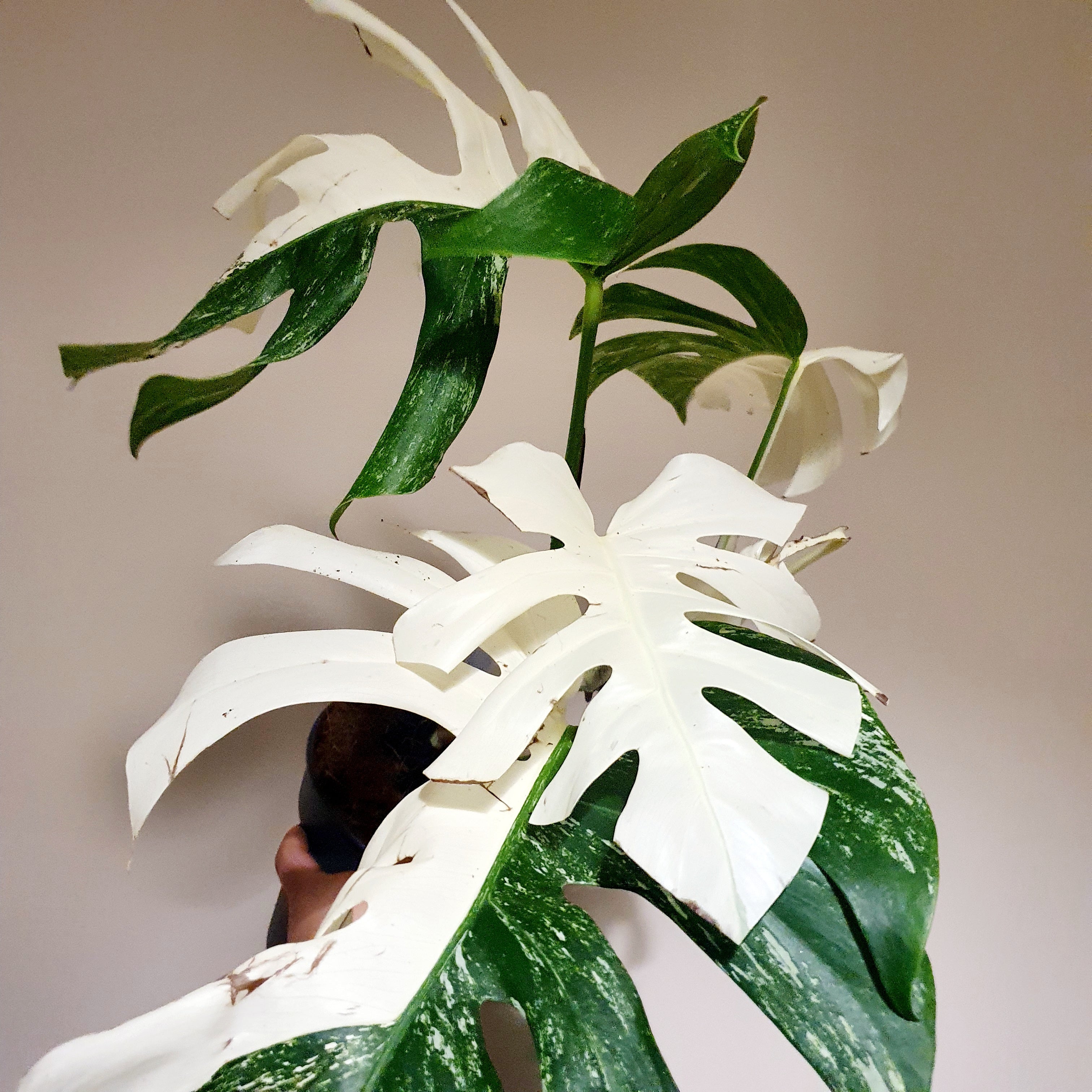 Monstera Deliciosa Variegata 'Albo' (Actual Photos)