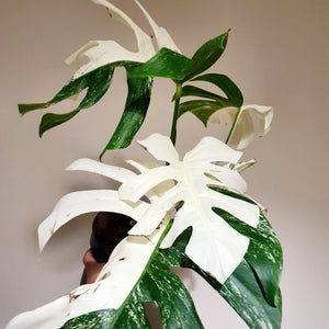 Monstera Deliciosa Variegata 'Albo' (Actual Photos)