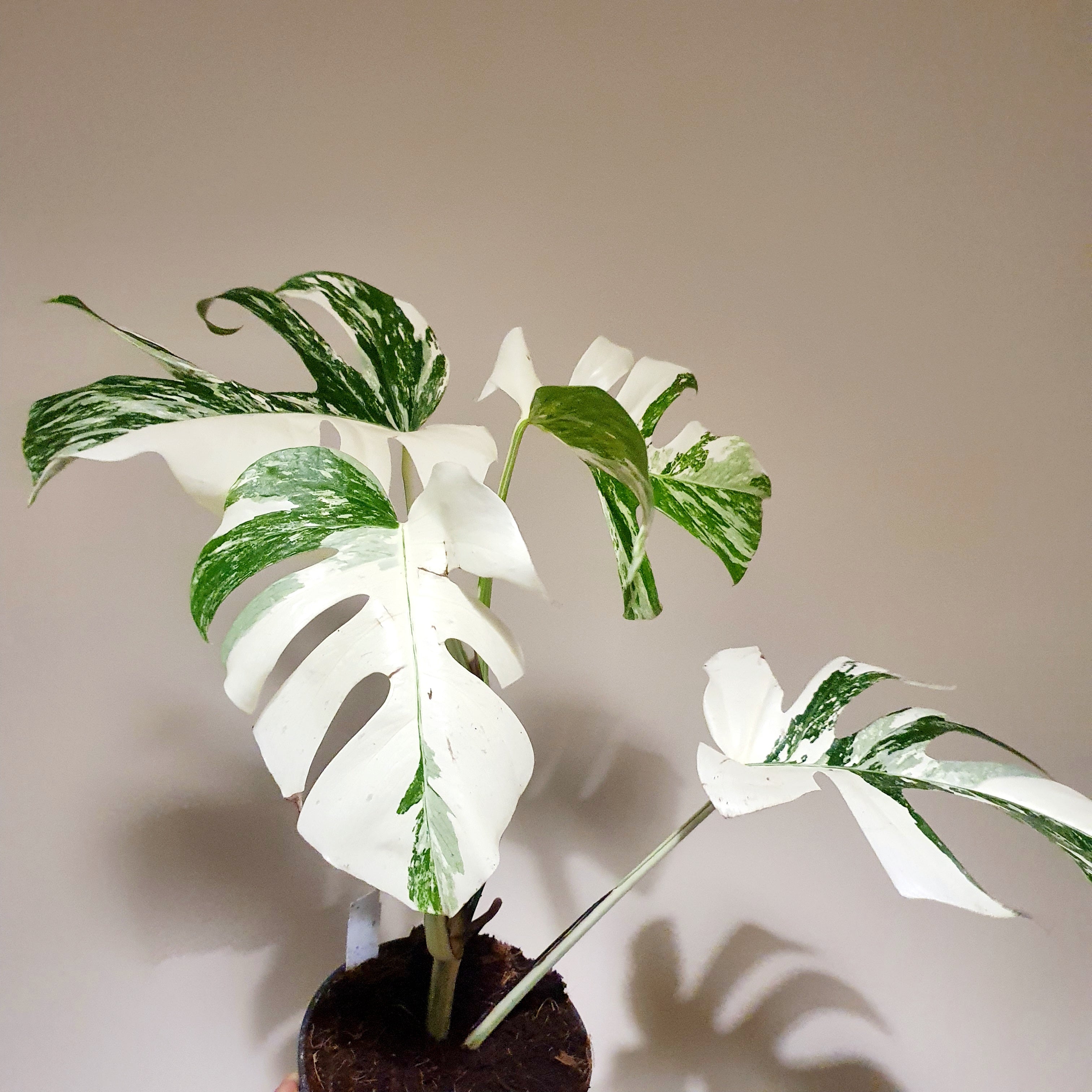 Monstera Deliciosa Variegata 'Albo' (Actual Photos)