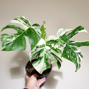 Monstera Deliciosa Variegata 'Albo' (Actual Photos)