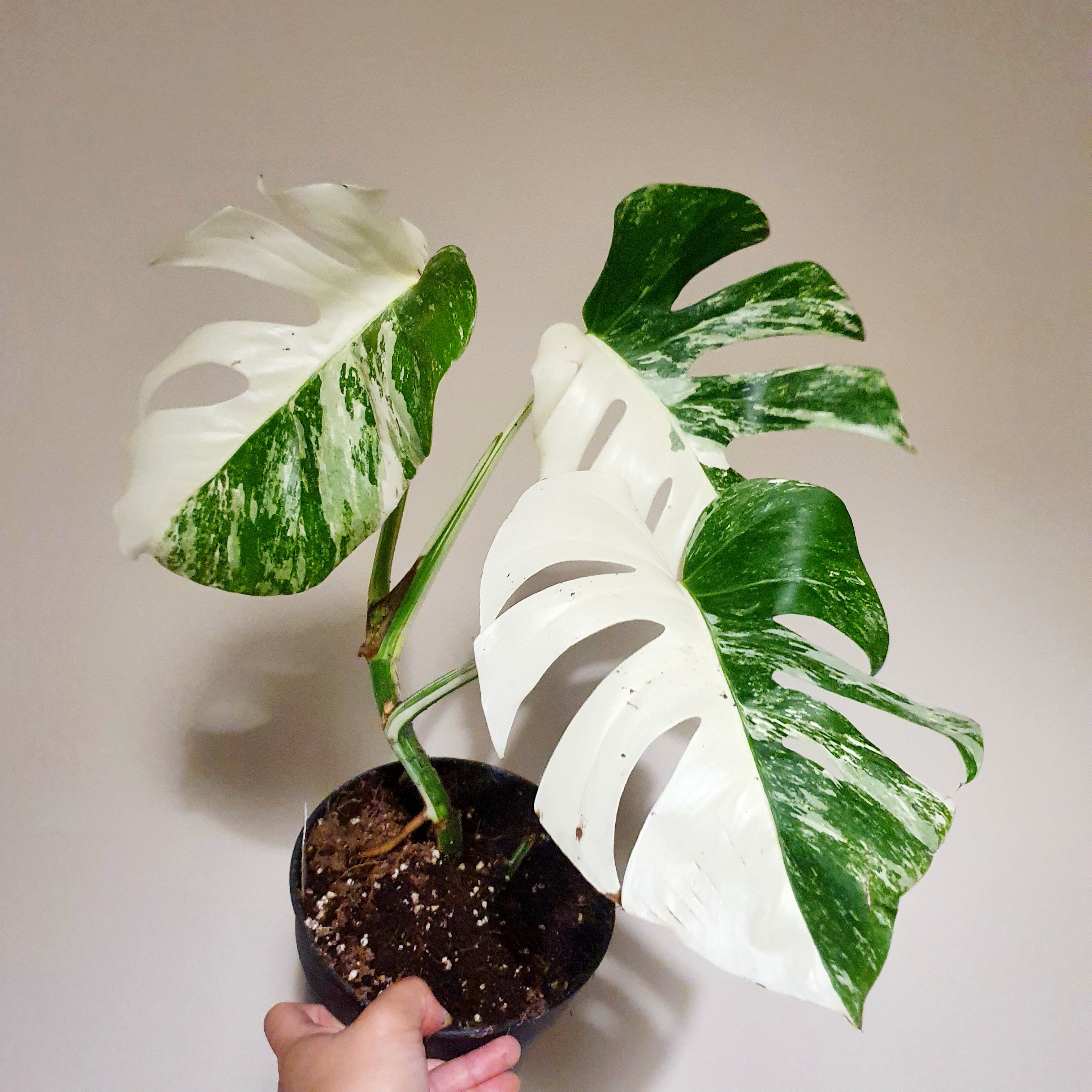 Monstera Deliciosa Variegata 'Albo' (Actual Photos)