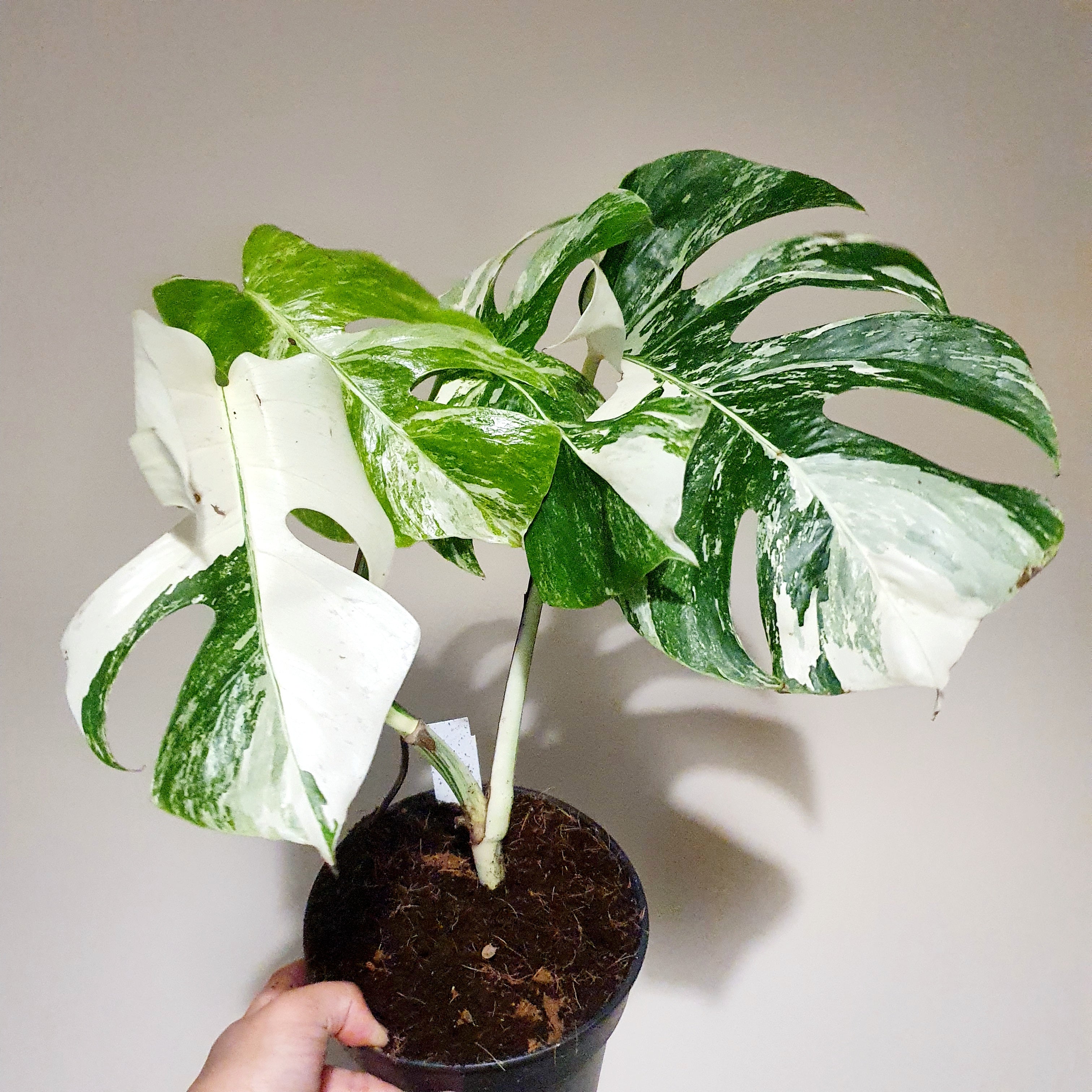 Monstera Deliciosa Variegata 'Albo' (Actual Photos)