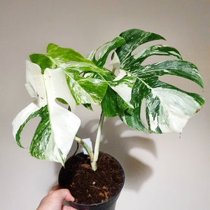 Monstera Deliciosa Variegata 'Albo' (Actual Photos)
