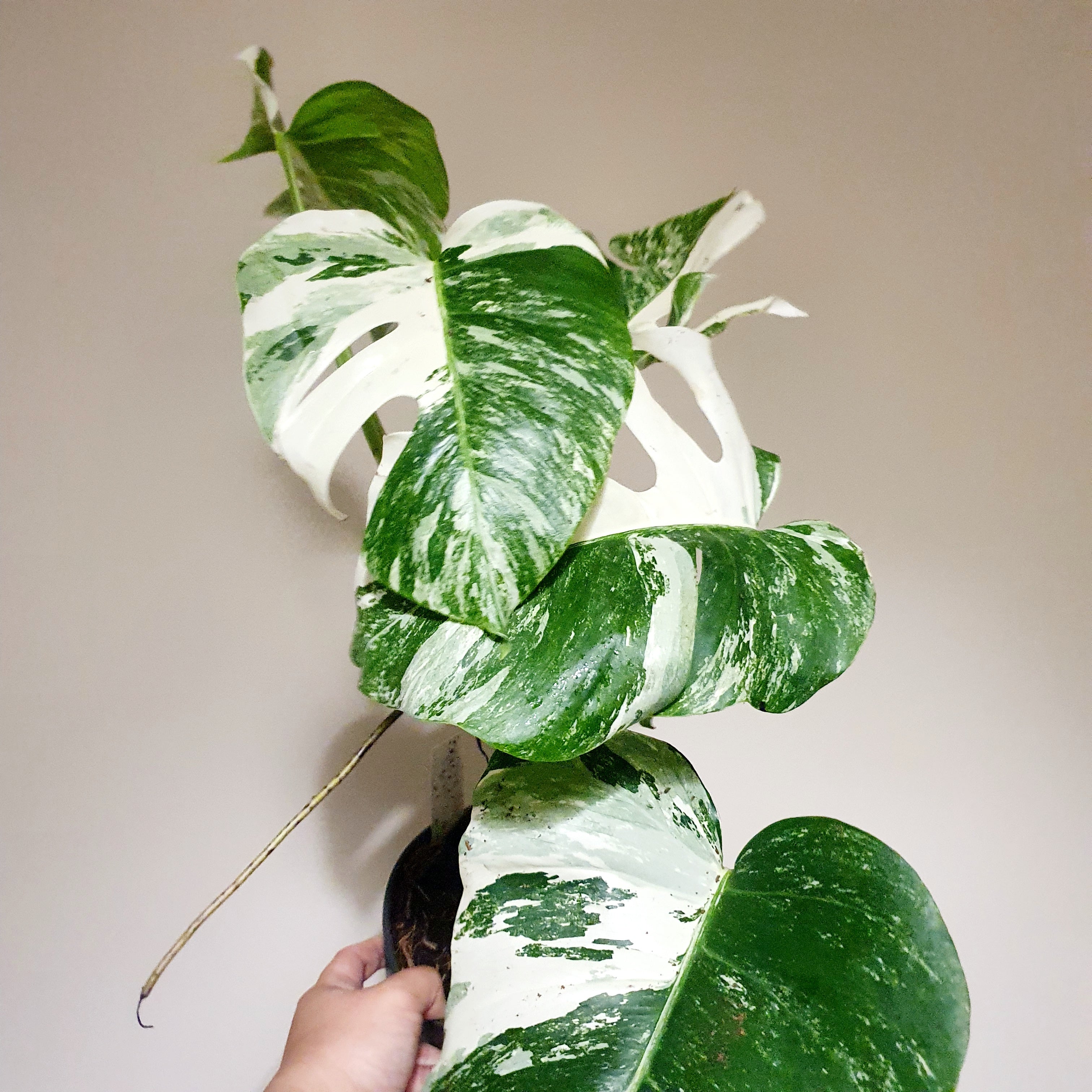 Monstera Deliciosa Variegata 'Albo' (Actual Photos)