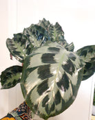 Rare Calathea Kennedy - Plant Studio LLC