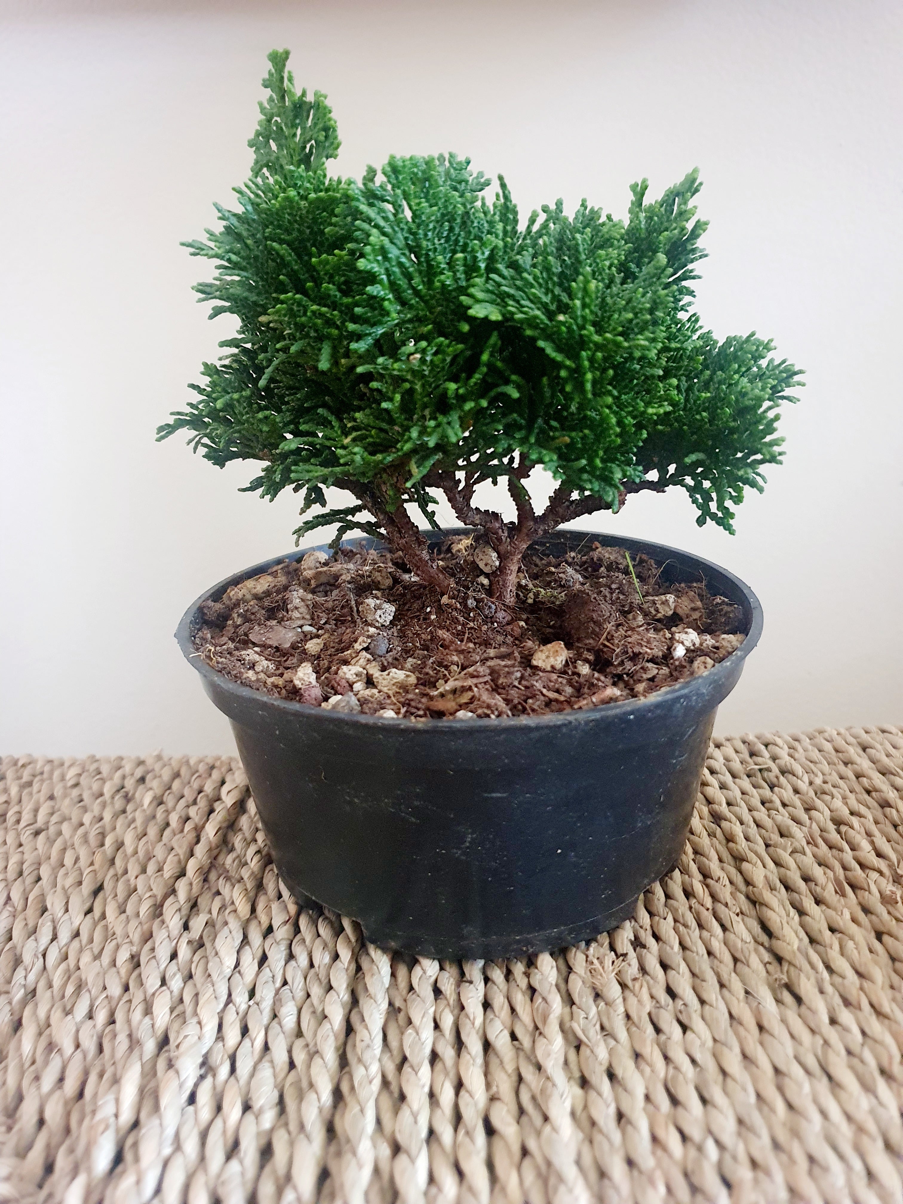 Bonsai Chamaecyparis - Plant Studio LLC