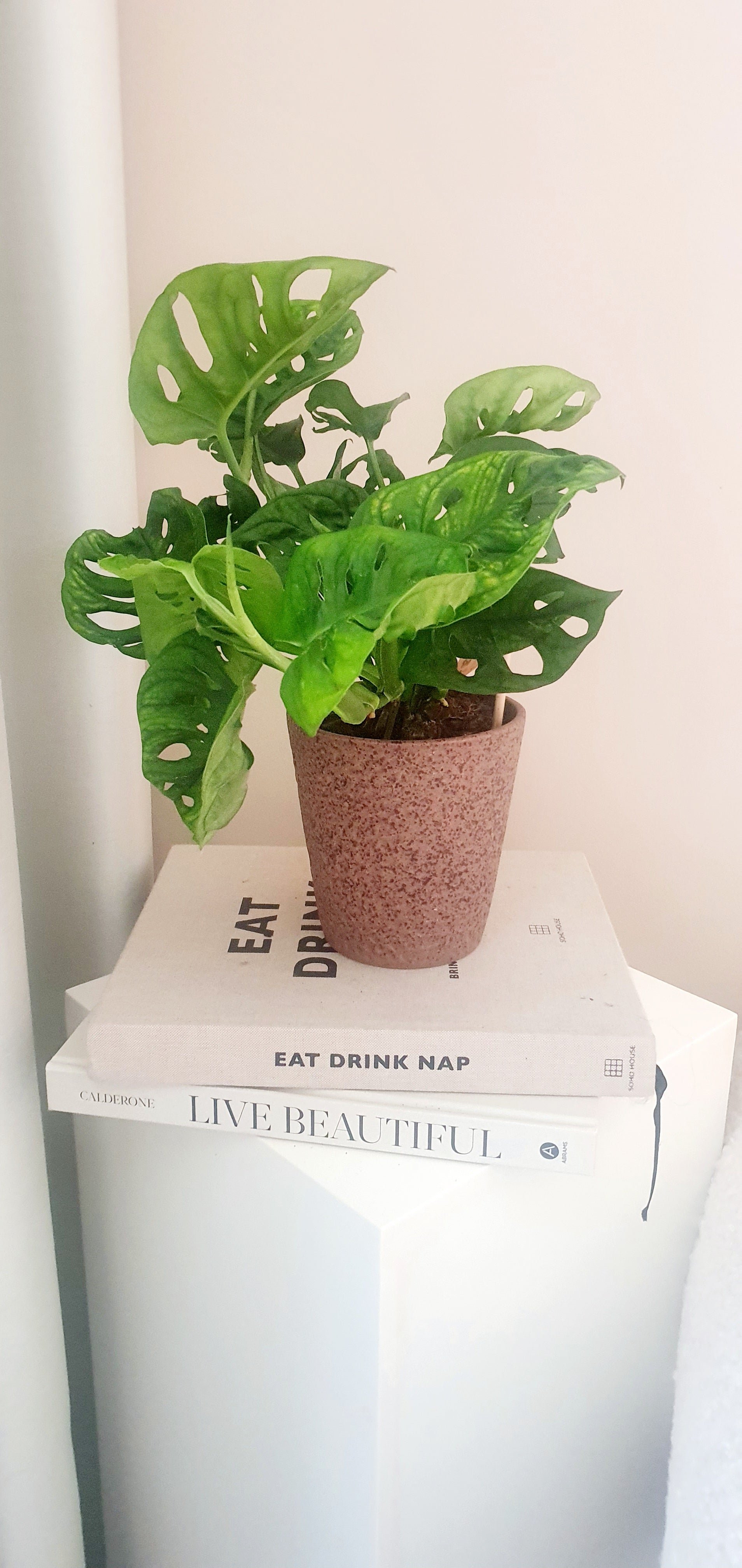 Potted Monstera Adansonii