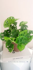 Potted Monstera Adansonii - Plant Studio LLC