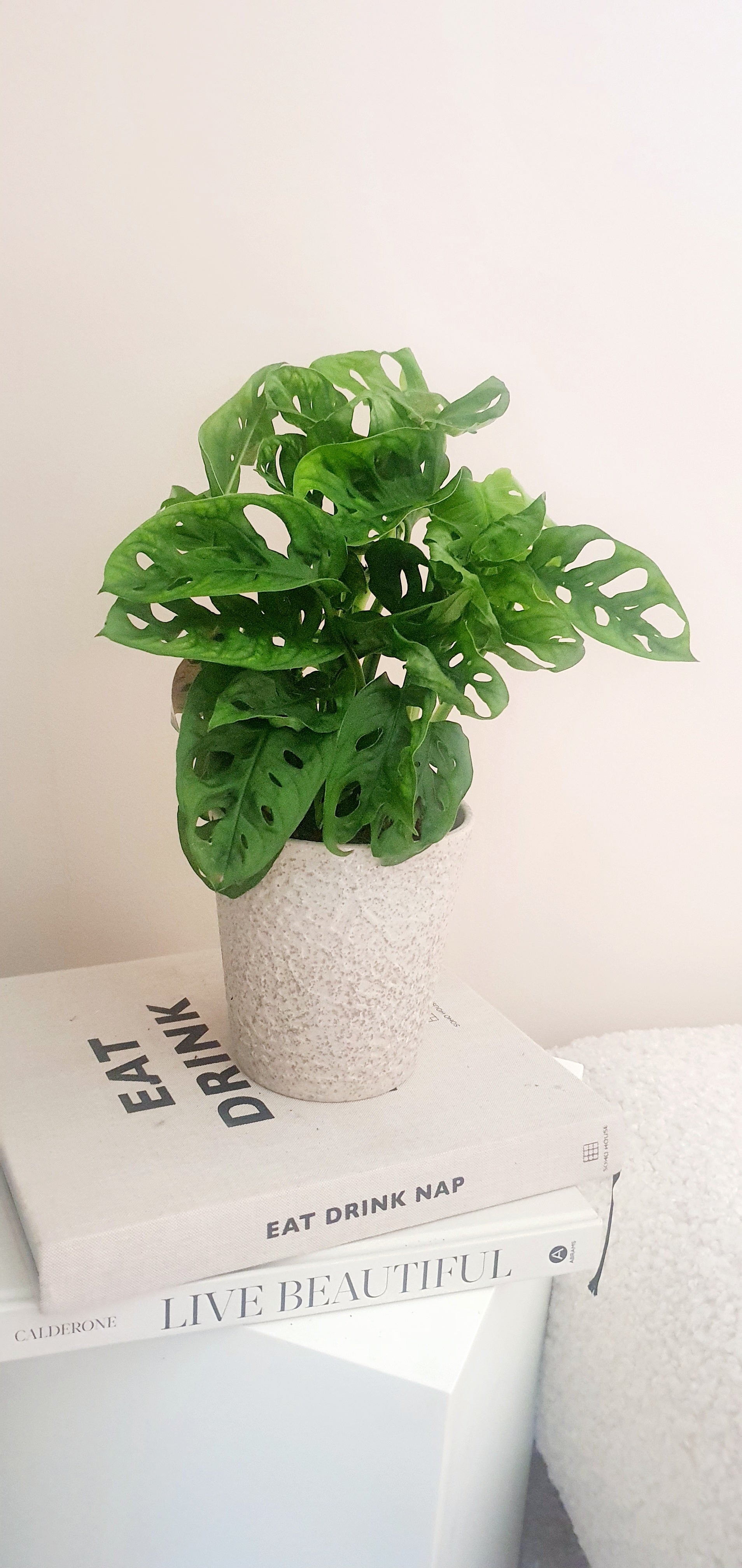 Potted Monstera Adansonii - Plant Studio LLC