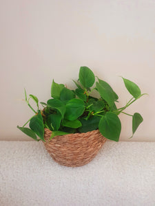 Philodendron Heartleaf in Seagrass Basket
