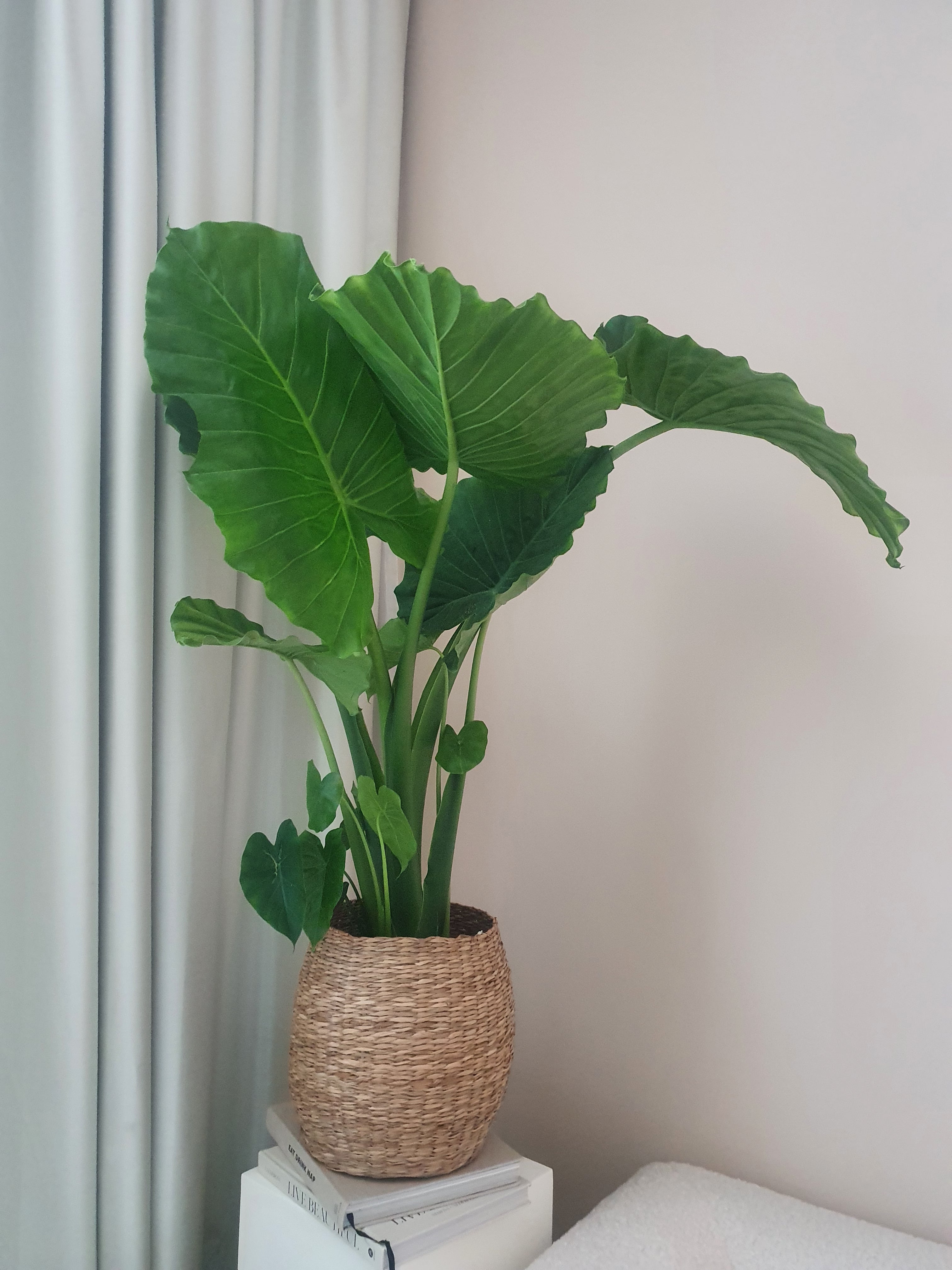 Alocasia Gageana in basket pot placed on top of books - Plant Studio LLC