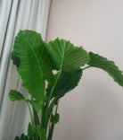 Alocasia Gageana - Plant Studio LLC