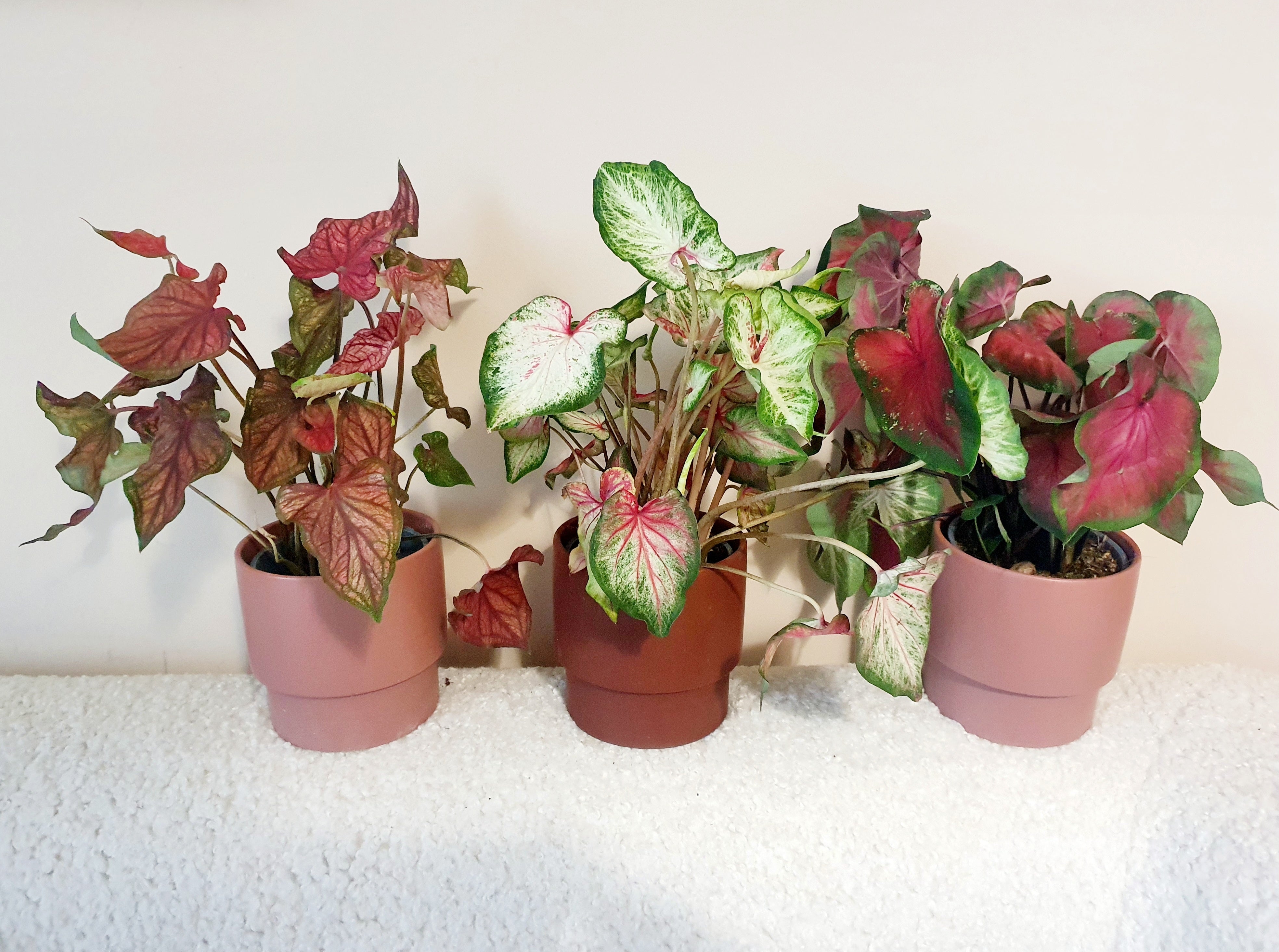 Caladium Set - Plant Studio LLC