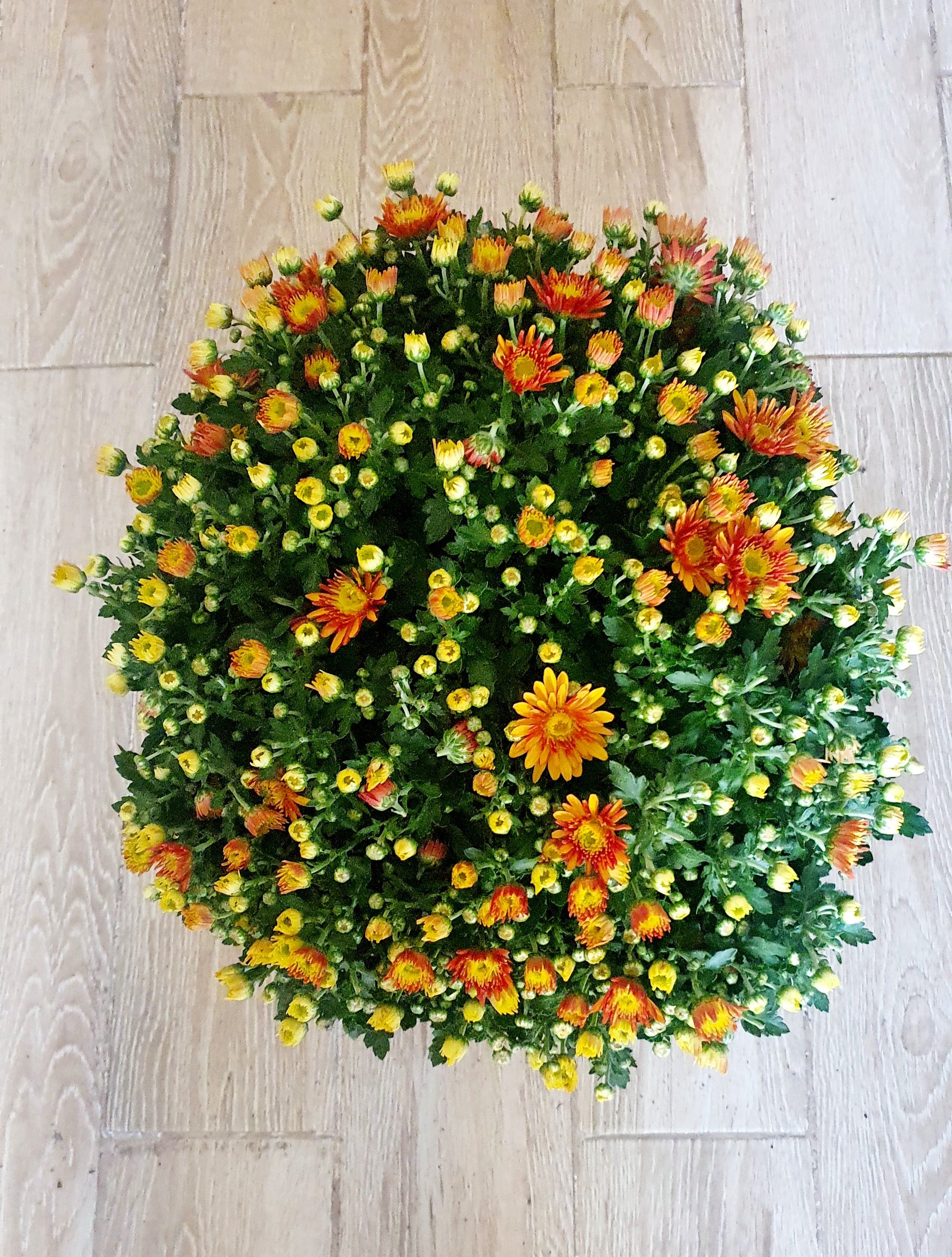 Chrysanthemum Orange - Plant Studio LLC