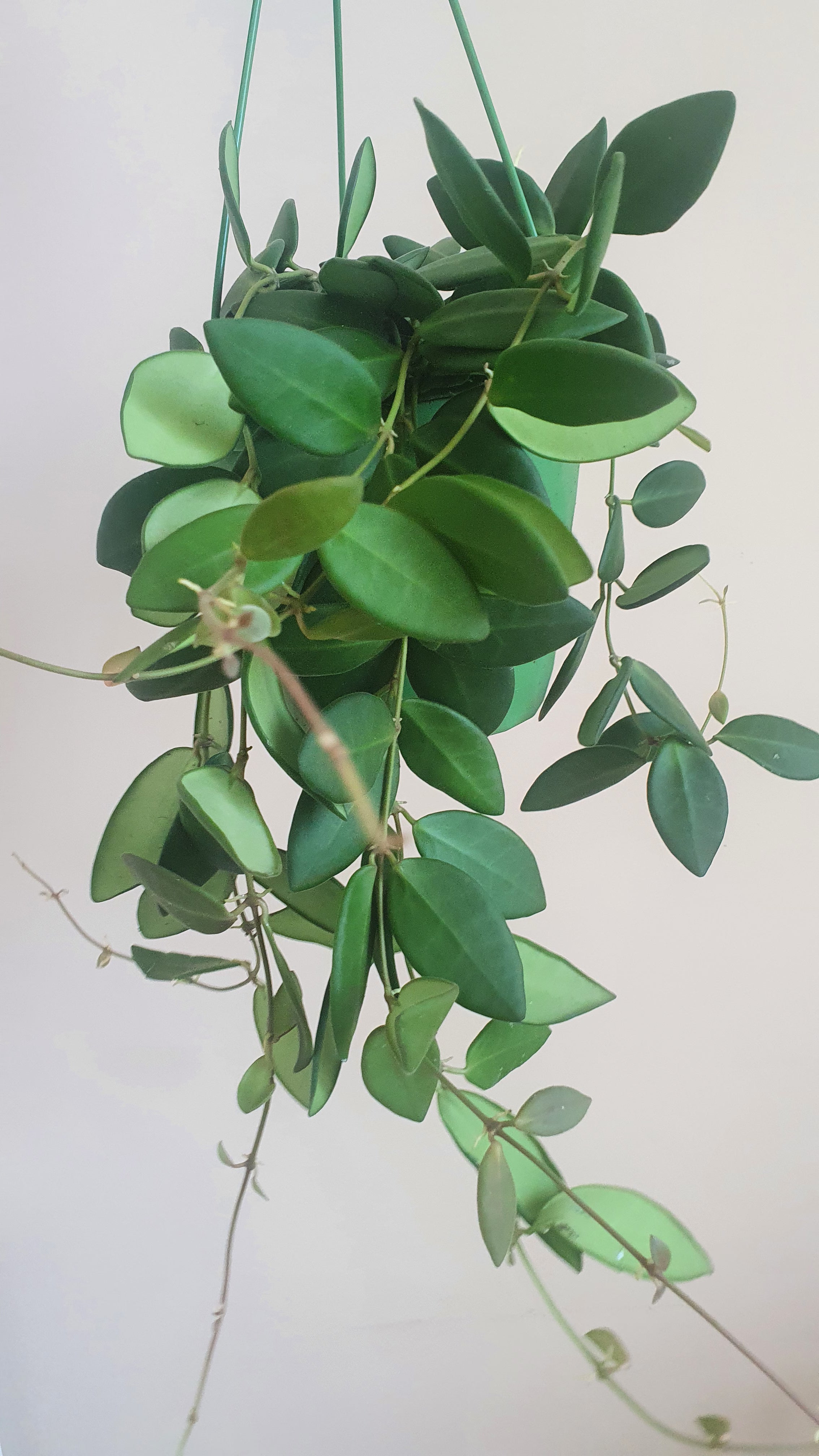 Hoya Burtoniae